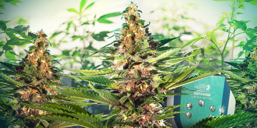 Zamnesia x Royal Queen Seeds: ZZ Punch (Limited Edition) - Zamnesia